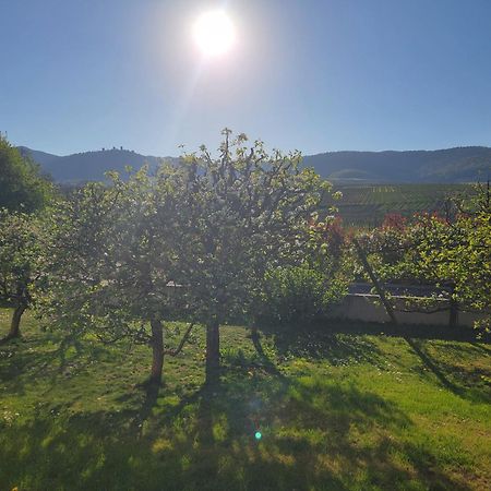 Studio Aux Pieds Des Vignes エーグイスハイム エクステリア 写真